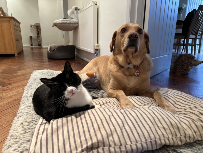 Small Pet Care Services