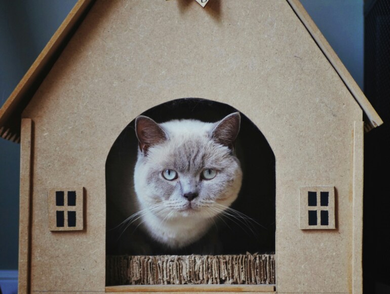 Pop-In's & House Sitting