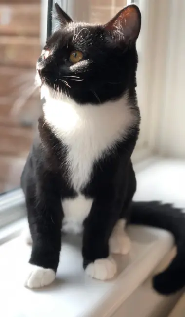 Cat Sitting In Caterham & The Surrounding Areas